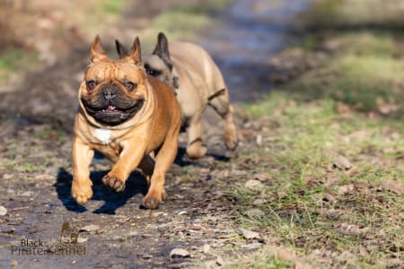 Französische Bulldogge - Black Pirate