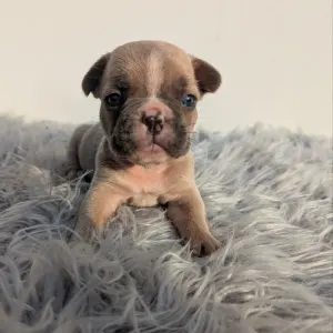 Francia bulldog - Jason