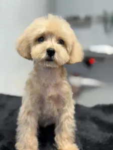 Poodle Miniature - Cooper (toy)