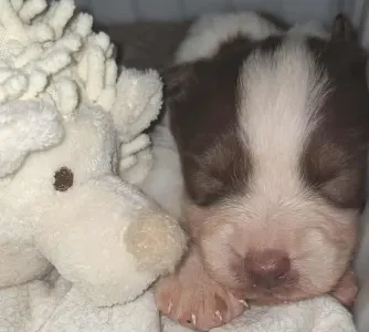 Border Collie - Maldiv