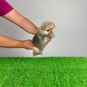 Pomeranian - Chan