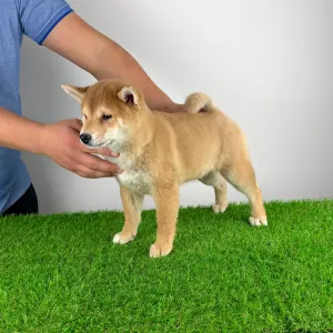Shiba Inu - Lajta