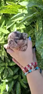Francia bulldog - Helen 