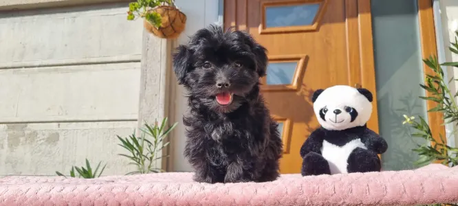 Maltipoo - Zora