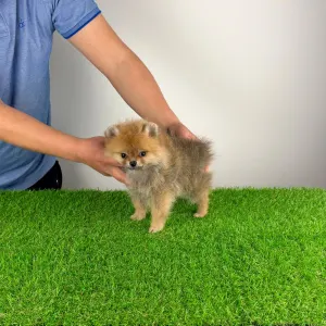 Pomeranian - Nilo