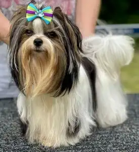Biewer Terrier - Bendeguz Of Arnamentia