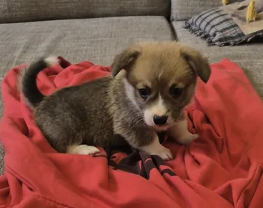 Pembroke Welsh Corgi - Ducato