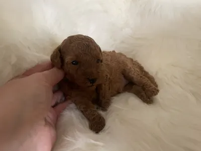 Poodle Miniature - Pandora