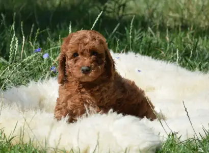 Poodle Medium - Sauvignon Blanc