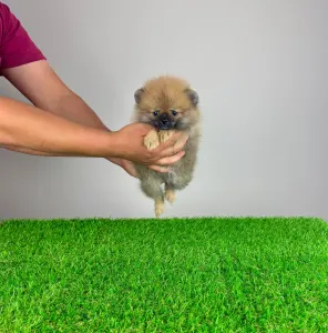 Pomeranian - Annabell