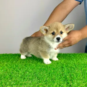 Welsh Corgi Pembroke - Ripley