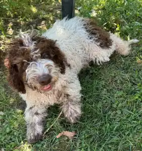 Wasserhund der Romagna - Apollo