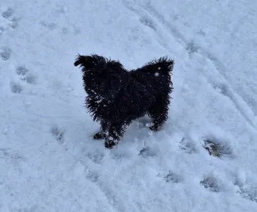 Affenpinscher - Aster