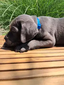 Cane Corso - Blaze Bruno