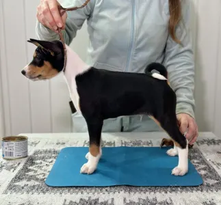 Basenji - Perfect Check Lucky Alien 