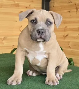 American Bully - Pocket - Bbb.