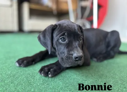 Cane Corso - Bonnie