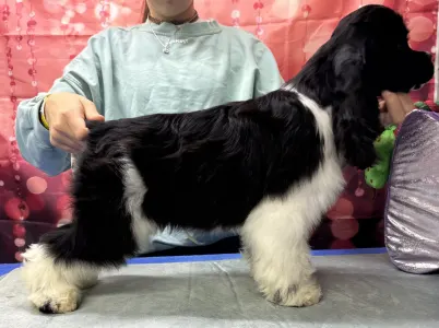 Amerikai cocker spániel - Psycho