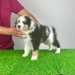 Australian Shepherd - Shaky