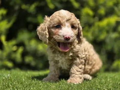 Cavapoo - Terence