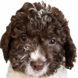 Lagotto Romagnolo - Cannella