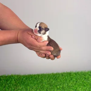 Pembroke Welsh Corgi - Yana