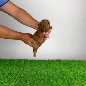Poodle Miniature - Tami