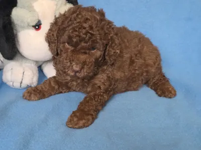 Cavapoo - Milka