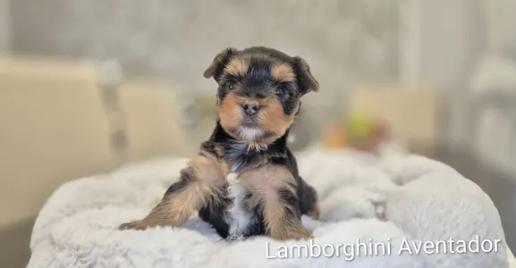 Yorkshire Terrier - Lamborghini Aventador