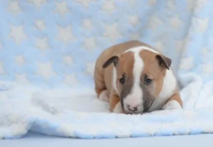 Miniatűr bullterrier - Neil