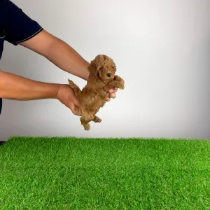 Pudel toy - Zingo