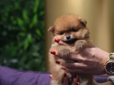 Померанский шпиц - Dominic💜