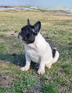 Bouledogue français - Imobile