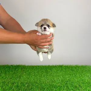 Welsh Corgi Pembroke - Aruna