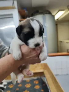 Moskauer Wachhund - Egresvölgyi Ludmilla 