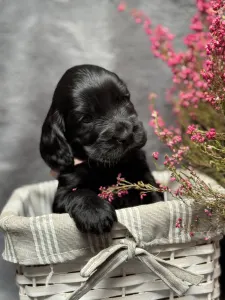 Cocker spaniel angielski - Princess