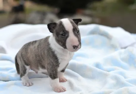 Miniatűr bullterrier - Koda
