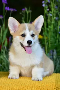 Welsh Corgi Pembroke - Gingers Heritage Prince Aviator