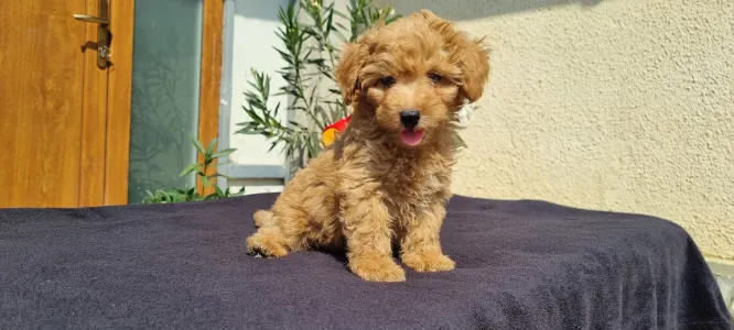 Caniche Toy - Odin