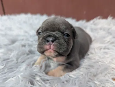 Francia bulldog - Greta