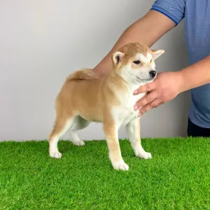 Shiba Inu - Kloe