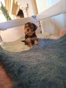 Yorkshire Terrier - Yorkshire Toy M