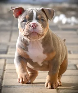 American Bully - Pocket - Lilly