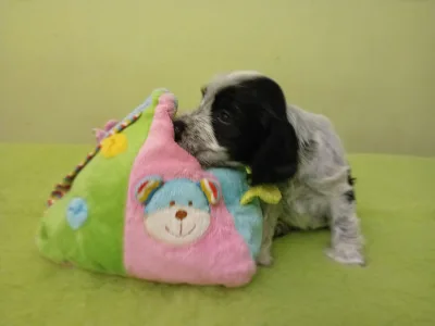 Englischer Cocker Spaniel - Dancing Queen 