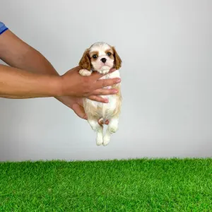 Cavalier King Charles spániel - Noen