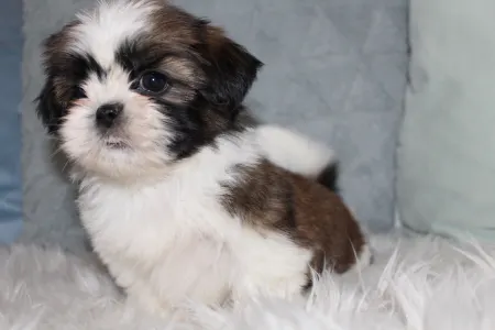 Shih Tzu - Amira