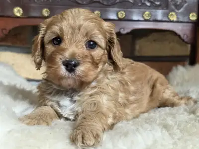 Cavapoo - Silk
