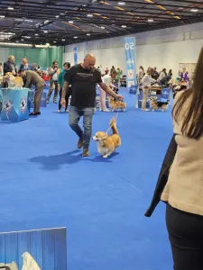 Welsh Corgi Pembroke - Andvol Pifagor