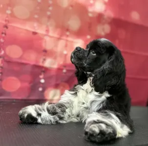 Cocker americano - Dream Of Aurora