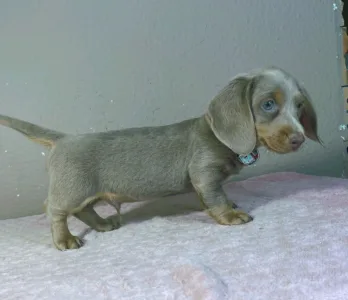 Dachshund - Parker